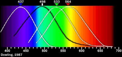 B/S-κωνία, χρωστική ευαίσθητη στο μπλε φως (437 nm) Ραβδία