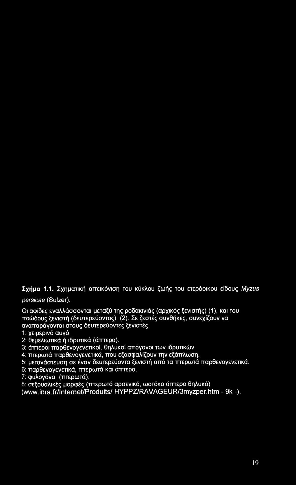 Σε ζεστές συνθήκες, συνεχίζουν να αναπαράγονται στους δευτερεύοντες ξενιστές. 1: χειμερινό αυγό. 2: θεμελιωτικά ή ιδρυτικά (άπτερα).