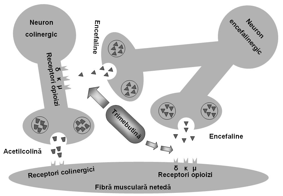 (Colospasmin ), substanţă care acţionează şi asupra receptorilor opioizi de la nivelul neuronilor encefalinergici (Fig. 3, Fig. 4).