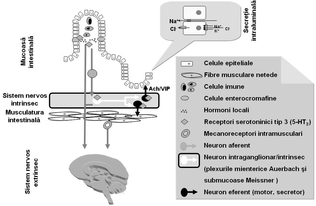 şi are rol de neurotransmiţător precum şi rol de moleculă care modulează semnalele paracrine.