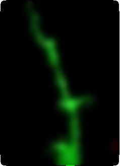 Οι ιονικοί δίαυλοι μπορούν και μετακινούνται στη μεμβράνη Σταθεροποίηση διαύλων γλουταμινικού με συναπτική διαβίβαση δενδρίτης ενός νευρικού κυττάρου χρωματισμένος με χρωστική (πράσινο).