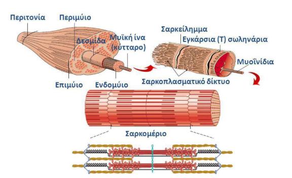 10 Δομή