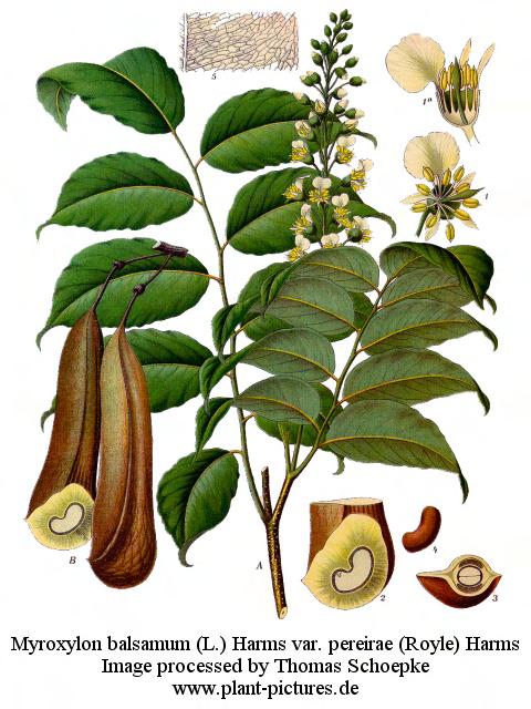Κινναµωµικό Οξύ HC C H C O Δρόγη: Βάλσαµο του Περού (Balsamum peruvianum) Παχύρρευστο, βαθυκάστανο υγρό µε άρωµα βανίλιας.