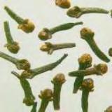 Έλαιον Μαράθου (Foeniculi aetheroleum) Παραλαµβάνεται από τον καρπό µαράθου (Foeniculi fructus), το σχιζόκαρπο του µαράθου (Foeniculum vulgare) Ο καρπός