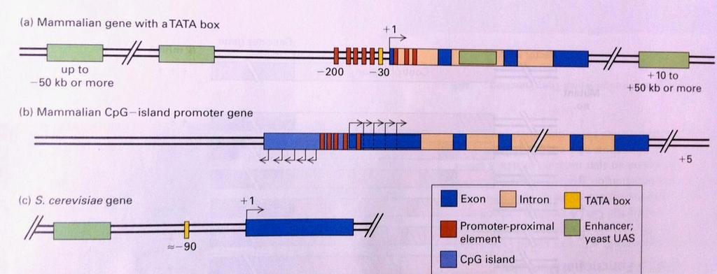 Ο εκκινητής- promoter στα ευκαρυωτικά Στα ευκαρυωτικά υπάρχει η κλασική δομή του γονιδίου με την περιοχή TATA upstream του σημείου έναρξης της μεταγραφής.