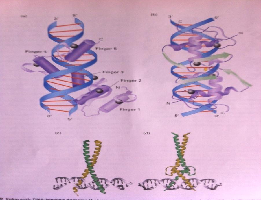 Δομές αλληλεπίδρασης με το DNA.
