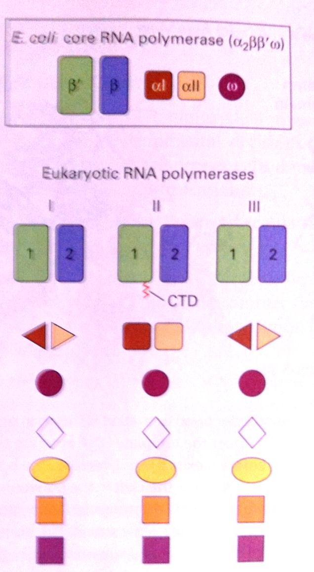 RNA πολυμεράσες Προκαρυωτικά- Ευκαρυωτικά β & β υπομονάδες: περιέχουν το ενεργό κέντρο α υπομονάδες: περιέχουν περιοχές αναγνώρισης του εκκινητή ω υπομονάδα: συνοχή υπομονάδων Στα ευκαρυωτικά οι