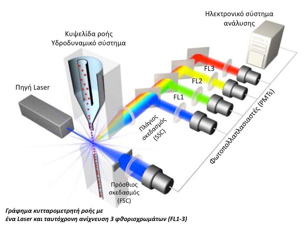 Forward Light 2, PE) και το FL3 (κόκκινος φθορισμός, Forward Light 3, ECD) τα οποία αποδίδονται οπτικά ως ιστογράμματα φθορισμού ή σημειακά γραφήματα.