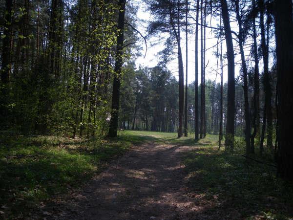 In the forest