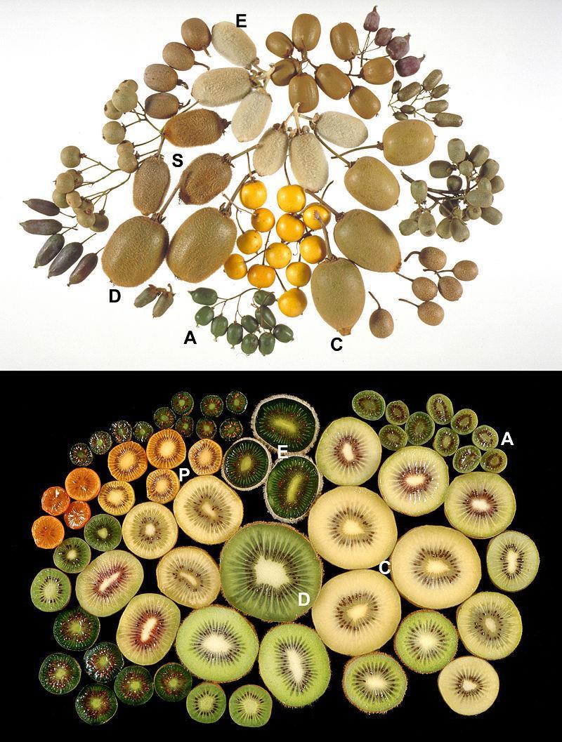 Actinidia A = A. arguta, C = A. chinensis, D = A.