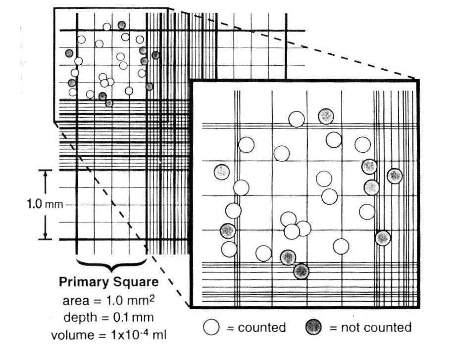 τετραγωνισμένου πλέγματος, το οποίο αποτελείται από 9 κύρια τετράγωνα με μήκος πλευράς 1mm.