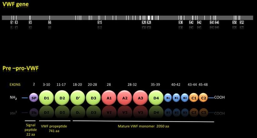 2001). Το γονίδιο του vwf μεταγράφεται σε ένα 9-kb mrna το οποίο μεταφράζεται για να παράγει μια πρωτεΐνη 2813 αμινοξέων, που ορίζεται προ-προ-von Willebrand παράγοντας.