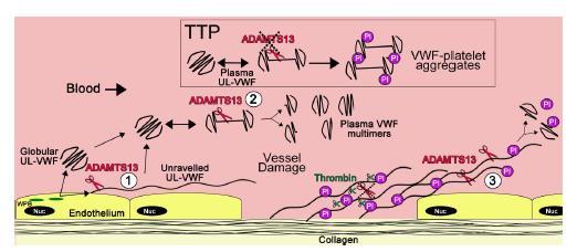 Εικόνα 17. Θέσεις της διάσπασης vwf από την ADAMTS13. vwf πολυμερή διαφόρων μεγεθών, συμπεριλαμβανομένων των UL-vWF, μπορεί να εκκρίνονται απευθείας στην κυκλοφορία.