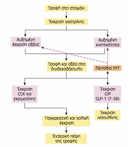 Δράση των γαστρεντερικών ορμονών στη ρύθμιση της
