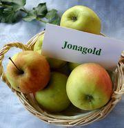 ) Biotech/GM odrody jablone Greensleeves