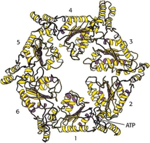 zanko (P-loop NTPase), (ki je