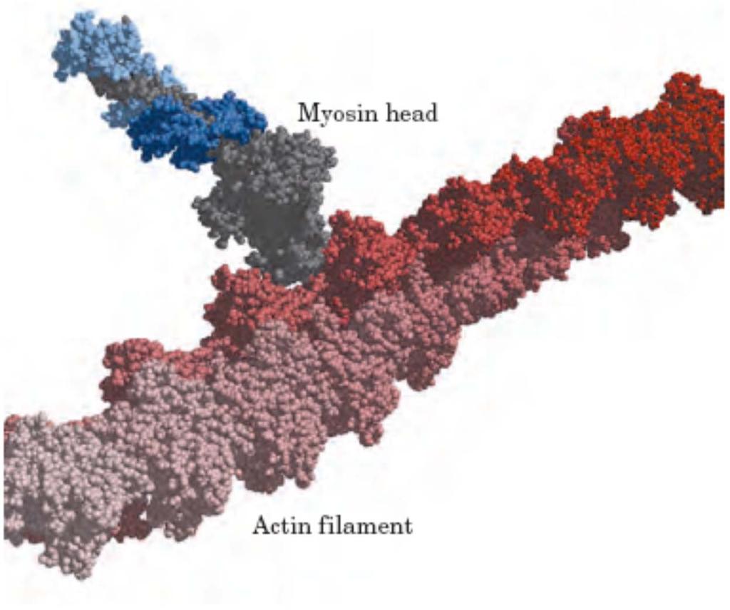 Interakcija miozinske glave z monomerno enoto (dimer G-aktina) aktina miozinska glava aktinski filament Na