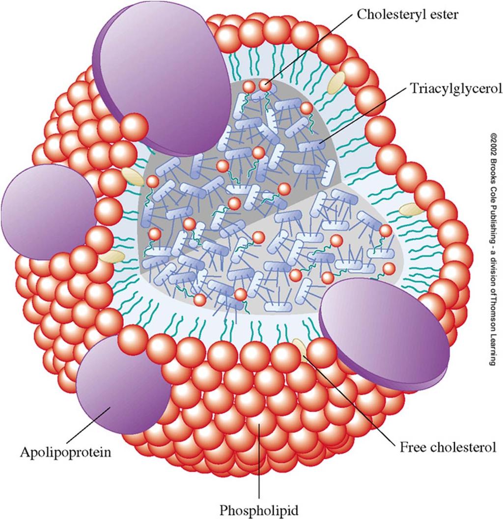 Lipoproteini so nadmolekulski kompleksi lipidov in proteinov