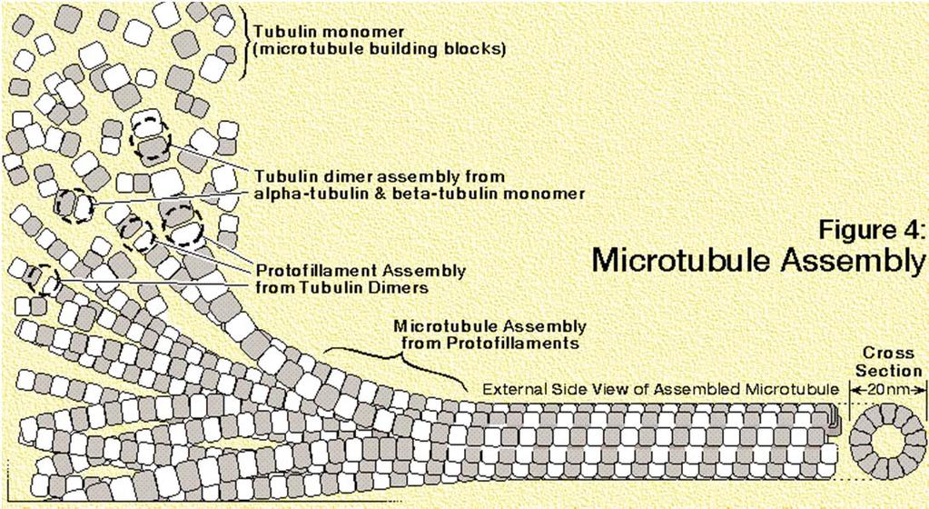 Mikrotubuli Nastanejo s polimerizacijo globularnega proteina tubulina (2 podenoti: tubulin-α in tubulin-β); polimerizacija poteka v spiralasti razvrstitvi 13 enot/zavoj, do nekaj tisoč molekul