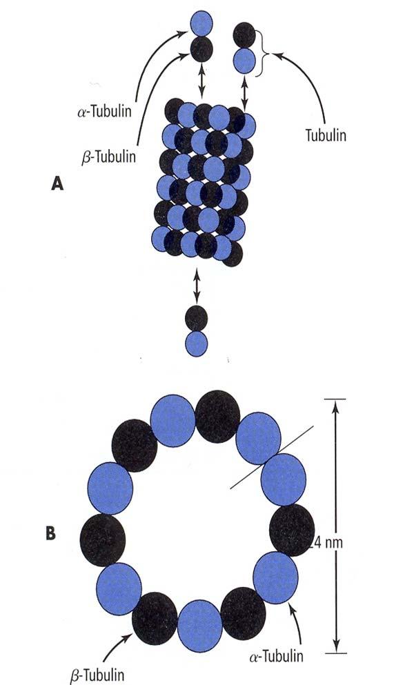 Tublulin v mikrotubulih Trdne votle stabilne cevke -tubulin Zunanji premer 24 nm, notranji premer 14