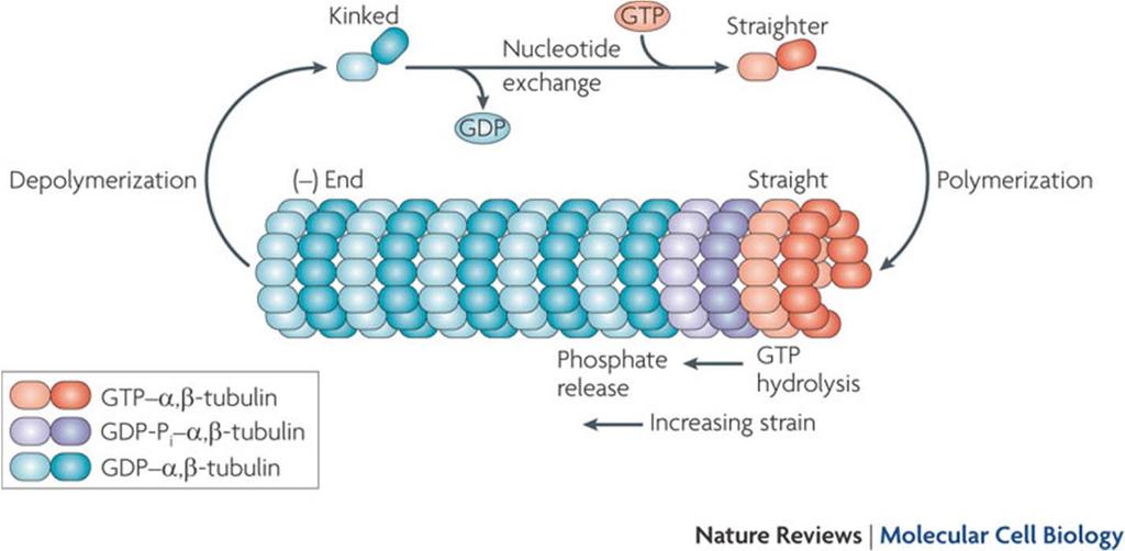 Združevanje molekul tubulina v mikrotubule -α- in β-tubulin sta majhna, 55 kda globularna proteina -α- in β-tubulin vežeta GTP in se pridružita (+) koncu mikrotubula, skupaj z vezanim GTP.