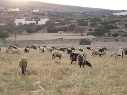 συνθήκες από πλευράς κλίματος και μορφολογίας του εδάφους.