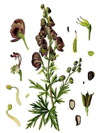 Aconitum napellus,