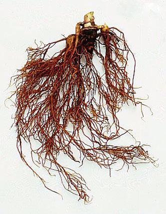 Aconitum napellus, Ranunculaceae Δρόγη είναι οι ρίζες: περιέχουν διτερπενικά