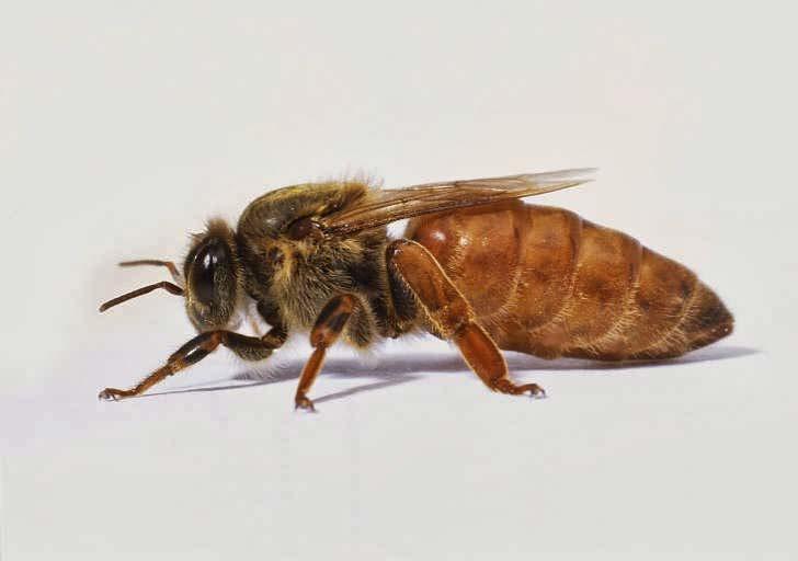 Η βασίλισσα είναι το πιο μεγαλόσωμο άτομο του μελισσιού. Οι λαμπρότεροι χρωματισμοί και η μακρύτερη κοιλία την κάνουν να μοιάζει με σφήκα.