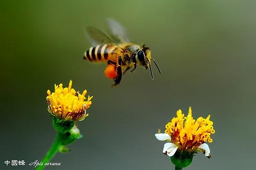 Διαφορές Η εργάτρια είναι το μικρότερο σε μέγεθος άτομο του μελισσιού. Έχει κοντή κοιλιά, μακριά φτερά, μακριά προβοσκίδα και κεντρί.