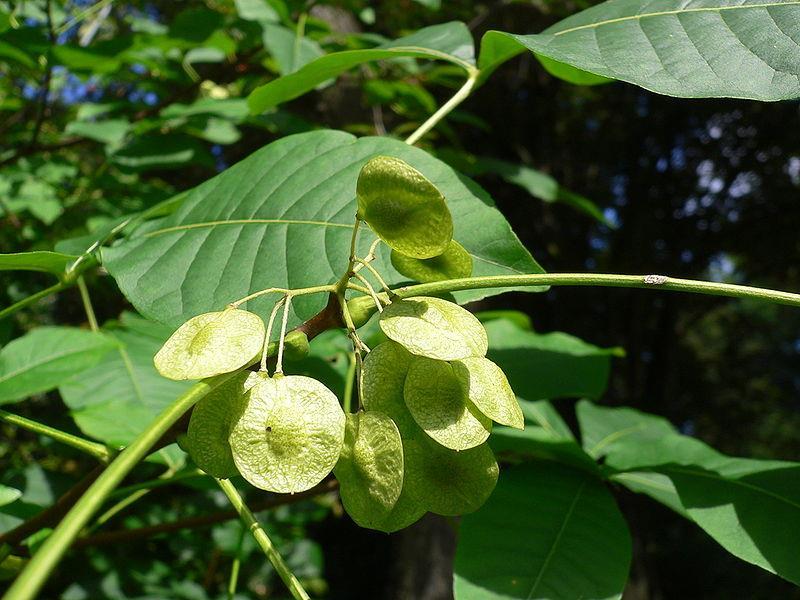 Ptelea trifoliata, Rutaceae CH 3 Cl H H CH 3 χλωριούχο