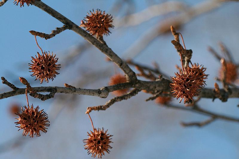 (Sweetgum)