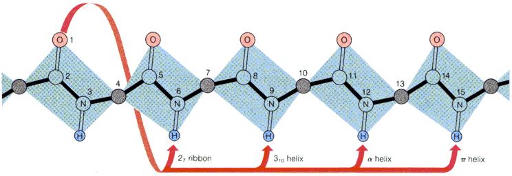 Πιθανές έλικες 2 7 3 10 α (3.6 13 ) π (4.4 16 ) Ανάλογα με το ποια άτομα συμμετέχουν στην δημιουργία υδρογονικών δεσμών προκύπτουν διαφορετικές έλικες. (δ.