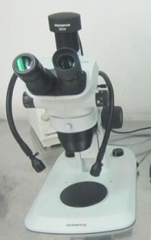 6. Τα δείγματα κόπηκαν σε πάχος 2 mm με λεπίδα και φωτογραφήθηκαν σε μεγέθυνση 10x. Εικόνα 5.