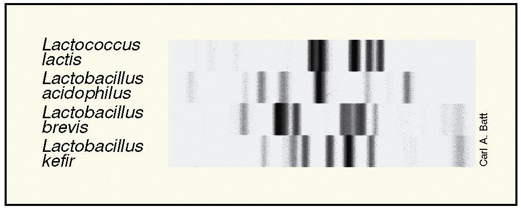 ΚΑΘΟΡΙΣΜΟΣ ΡΙΒΟΤΥΠΟΥ Εικόνα 11.20: Καθορισμός ριβοτύπου. Τα αποτελέσματα αναλύσεων ριβοτύπου όπως προκύπτουν από τέσσερα διαφορετικά Βακτήρια γαλακτικής ζύμωσης.