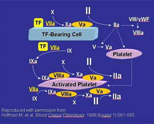Έχοντας ως βάση τον κεντρικό ρόλο των κυττάρων στη ρύθμιση των διαδικασιών της πήξης, δημιουργήθηκε ένα μοντέλο αιμόστασης που διακρίνεται σε τρεις φάσεις : τη φάση έναρξης (initiation phase), στην
