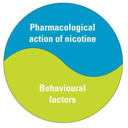 Σωματική και ψυχολογική εξάρτηση από το κάπνισμα Σωματική εξάρτηση Η νικοτίνη ενεργοποιεί την έκλυση ντοπαμίνης στον εγκέφαλο, με αποτέλεσμα το