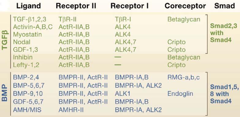 14 ΕΙΣΑΓΩΓΗ κοµµάτι της fibrillin (απεικονίζεται ως πορφυρό χρώµα 5) µπορεί να απελευθερωθεί µε πρωτεόλυση (πραγµατοποιείται από τις ελαστάσες στα σηµεία που φαίνεται µε τα µαύρα βέλη 5) και