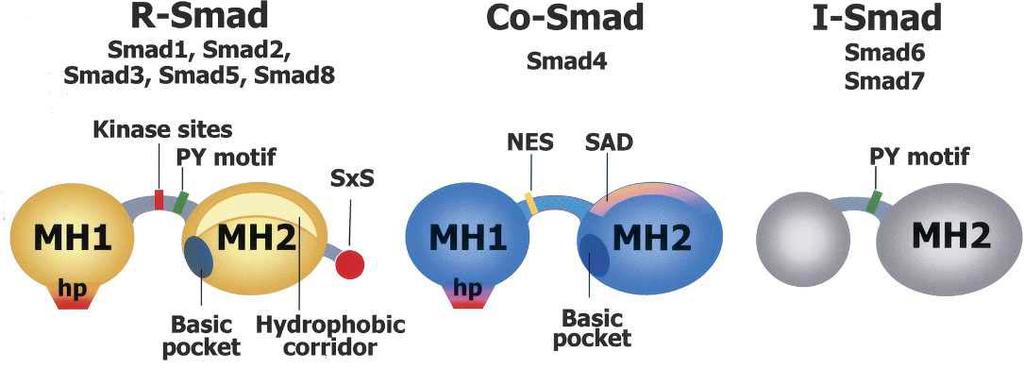 17 ΕΙΣΑΓΩΓΗ homology domain 1) και την καρβόξυ-τελική ΜΗ2 (Mad homology 2) περιοχή.