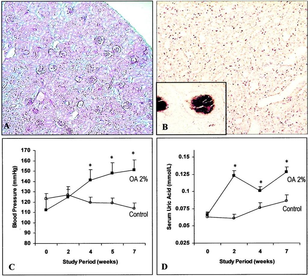 Hyperuricemia elevates BP in rats (experiment II). Marilda Mazzali et al.