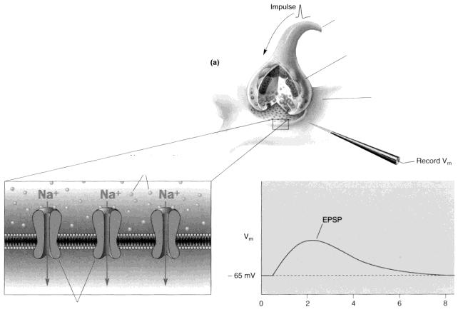 Σχήμα 7 Σχήμα 9 άξονας Τελική νευρική απόληξη Ενδοκυττάρια καταγραφή Μετασυναπτικός δενδρίτης Εξωκυττάρια καταγραφή Μόρια νευροδιαβιβαστή καταγραφή Διεγερτικό μετασυναπτικό δυναμικό Δίαυλοι ιόντων