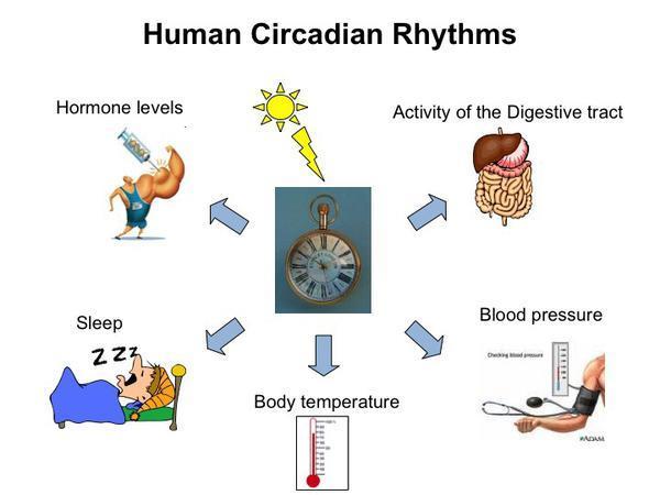 Κιρκαδικοί ρυθμοί Ρυθμικές διακυμάνσεις των λειτουργιών του οργανισμού με κιρκαδική περιοδικότητα.