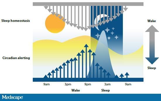 Νευροχημικοί μηχανισμοί που προάγουν τον ύπνο και την εγρήγορση Οι εναλλαγές μεταξύ ύπνου-εγρήγορσης παρουσιάζουν κιρκάδιο ρυθμό που συνίσταται σε 8
