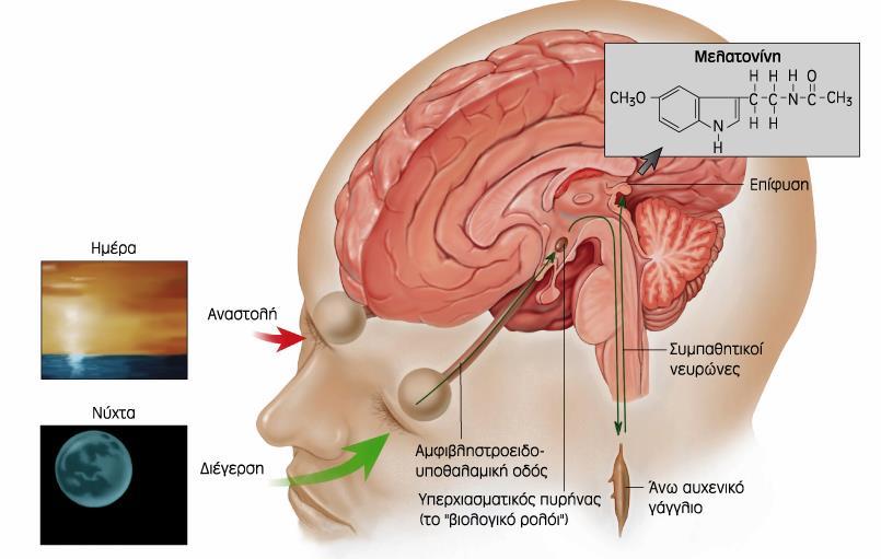 έκκριση μελατονίνης είναι κατά τη διάρκεια της νύχτας