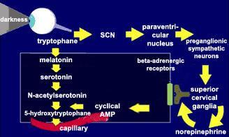 Μελατονίνη και ο κύκλος ύπνου-εγρήγορσης Η δραστηριότητα των συμπαθητικών νευρώνων που φτάνουν στην επίφυση συγχρονίζεται με τον περιβαλλοντικό κύκλο φωτός-σκότους μέσω του υπερχιασματικού πυρήνα.