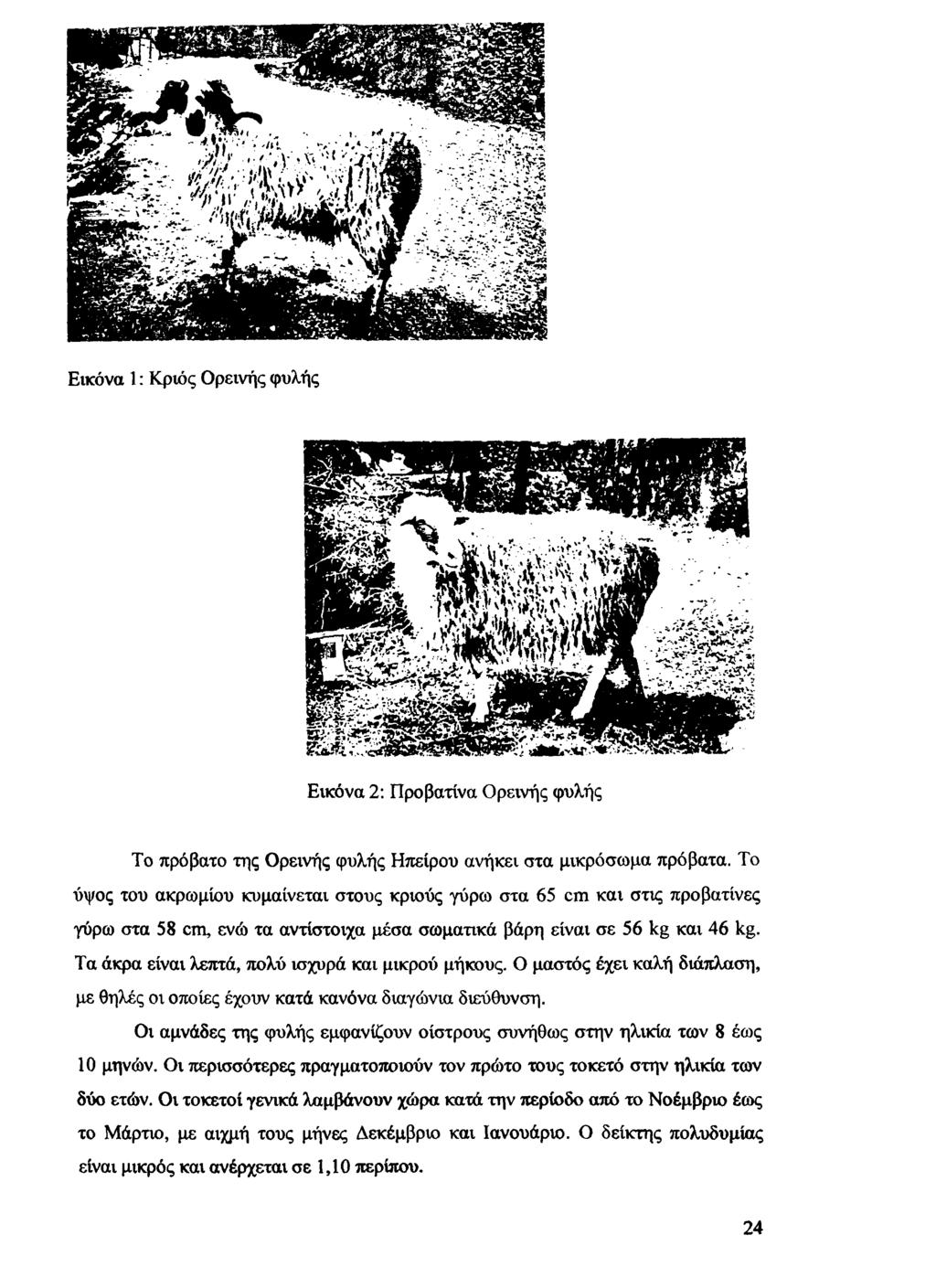 Εικόνα 1: Κριός Ορεινής φυλής Εικόνα 2: Προβατίνα Ορεινής φυλής Το πρόβατο της Ορεινής φυλής Ηπείρου ανήκει στα μικρόσωμα πρόβατα.