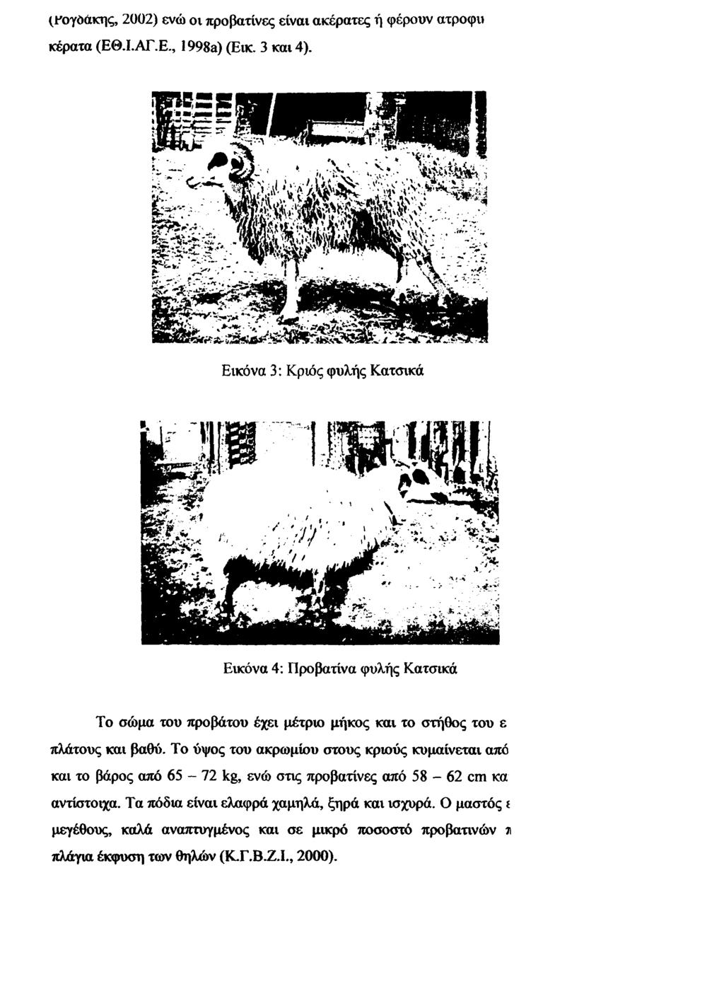 (Ρογόάκης, 2002) ενώ ον προβατίνες είναι ακέρατες ή φέρουν ατροφυ κέρατα (ΕΘ.Ι.ΑΓ.Ε., 1998a) (Εικ.