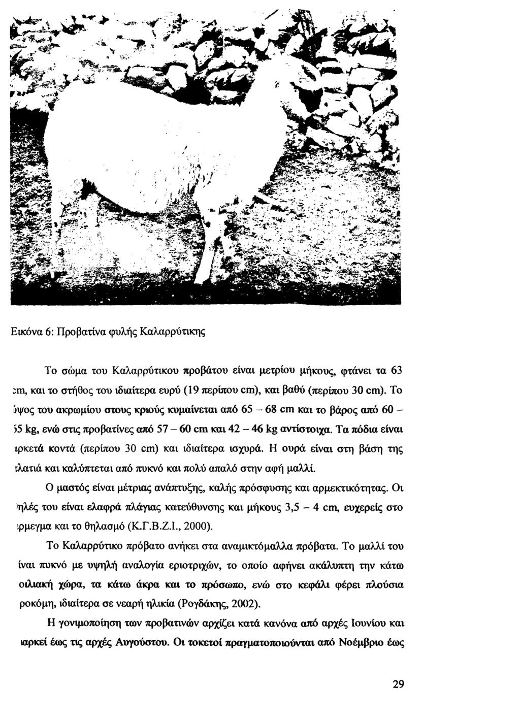 w & z r * '* * * Εικόνα 6: Προβατίνα φυλής Καλαρρύτικης Το σώμα του Καλαρρύτικου προβάτου είναι μέτριου μήκους, φτάνει τα 63 :m, και το στήθος του ιδιαίτερα ευρύ (19 περίπου cm), και
