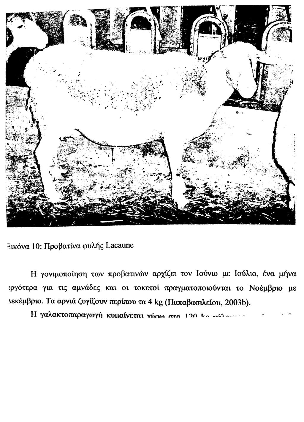 2ικόνα 10: Προβατίνα φυλής Lacaune Η γονιμοποίηση των προβατινών αρχίζει τον
