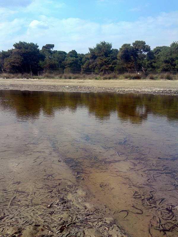 51 εκπονήσει τον κατευθυντήριο σχεδιασµό για το έργο «ιαχείριση επισκεπτών και ερµηνεία περιβάλλοντος». πραγµατοποιήσει παρεµβάσεις στο Συµβούλιο της Επικρατείας και άλλες νοµικές ενέργειες.